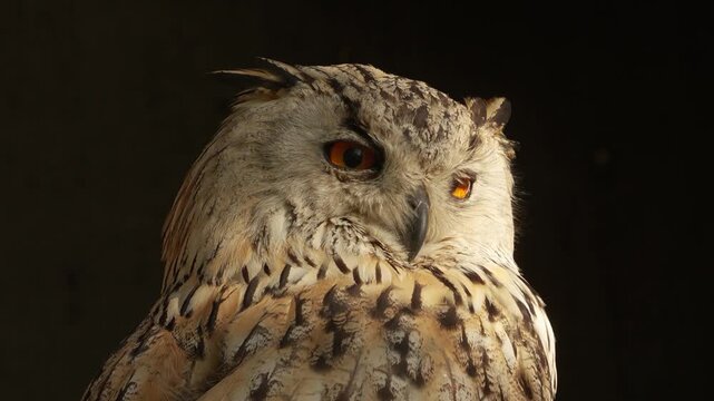 Close up view of an Siberian eagle owl head resting on a branch in the shade and looking around on a sunny spring day.