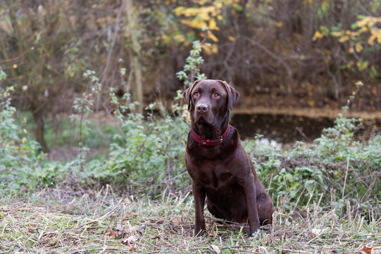 Portr&auml;t eines braunen Labrador Retriever im Park