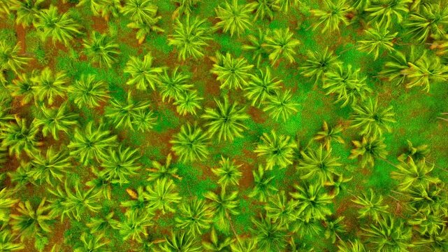 Coconut palm crowns create a dense tropical plantation pattern in Michoacan, Mexico, aerial tracking forward backdrop background
