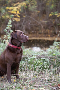 Labrador Retriever sitzt im Park