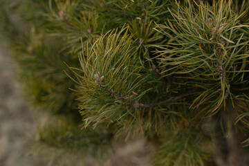 Close up of green pine needles on a coniferous tree branch © Sabineyro