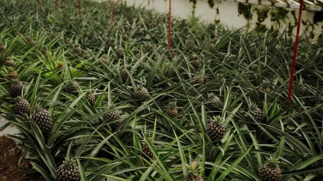 This video showcases a spacious greenhouse brimming with an abundant display of ripe pineapples, offering a captivating view of the vast quantity of fruit. A Large Greenhouse Filled With Pineapples