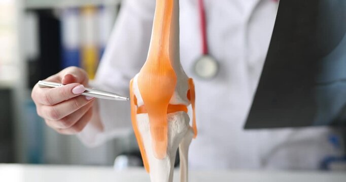 A doctor carefully studies a detailed model of the human knee, showcasing ligaments and tendons in an engaging learning session.