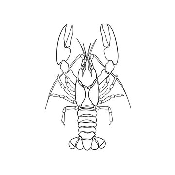 Minimalist Lobster One Line Art Drawing Illustration