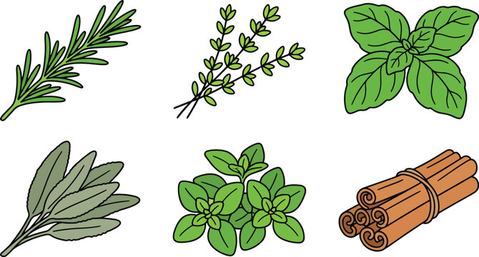 Herb and spice illustration set featuring rosemary thyme basil sage oregano and cinnamon