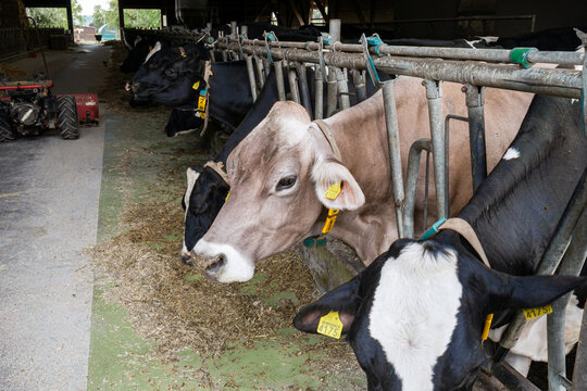 Cows feeding in headlocks inside indoor barn on modern dairy farm.
