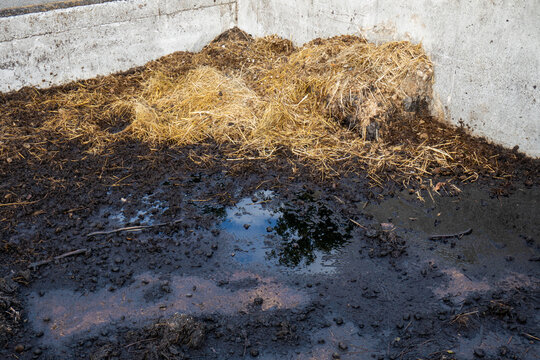 Concrete manure pit with organic animal waste and straw on livestock farm.