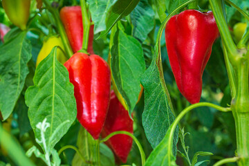 Bright juicy ripe red fruits of bell pepper variety of oblong shape, hanging on a bush in close-up in process of natural ripening in open field. Harvest time concept, healthy vegetable food. © Po