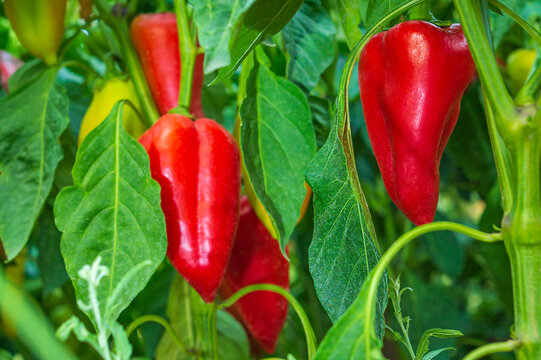 Bright juicy ripe red fruits of bell pepper variety of oblong shape, hanging on a bush in close-up in process of natural ripening in open field. Harvest time concept, healthy vegetable food.