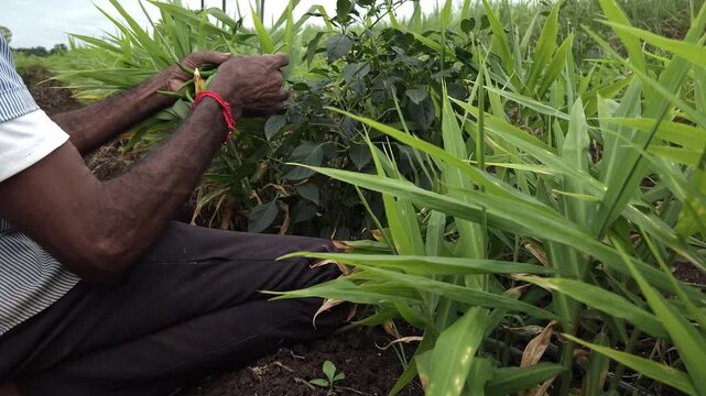 Hand-Picked Green Chilli Harvest in Multi-Crop Field: An Indian farmer selectively gathers fresh hot peppers from bushes intercropped with vibrant ginger plants, capturing rich agricultural trade.