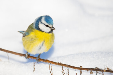 Colorful Blue Tit bird perched on a bare branch over winter snow © drakuliren