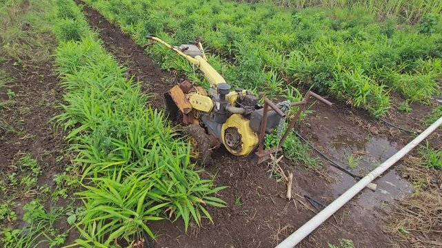 Mechanized Weeding and Inter-Row Cultivation in Ginger Crops using a walk-behind diesel power tiller to maintain clean crop channels, improve soil structure, and protect root yields.