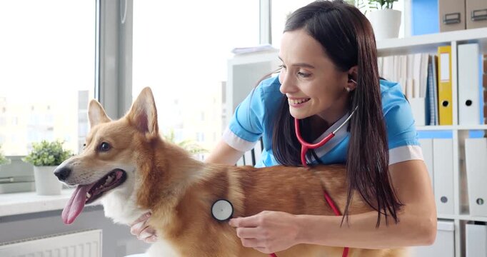 A dedicated vet warmly examines a cheerful corgi in a bright clinic. The interaction showcases trust and care, highlighting the bond between pets and their caregivers.