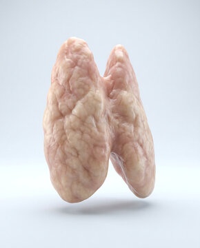 Realistic 3D human thymus gland anatomy isolated on light background showing bilobed lymphoid organ structure