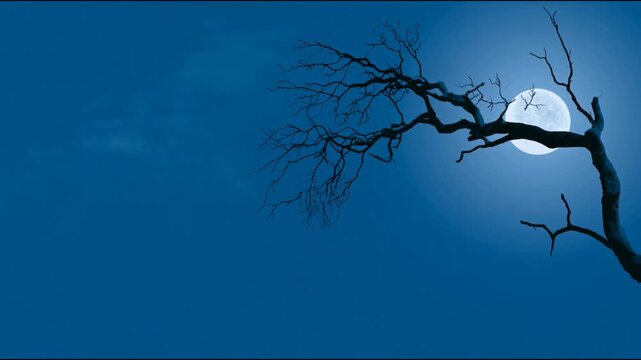 Spooky dead tree branch against a full moon on a dark blue night sky background