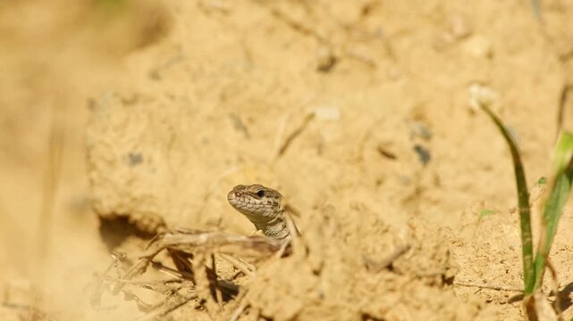 Common wall lizard raising its head from a small opening in dry soil and looking around in warm sunlight.