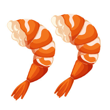 shrimp vector illustration