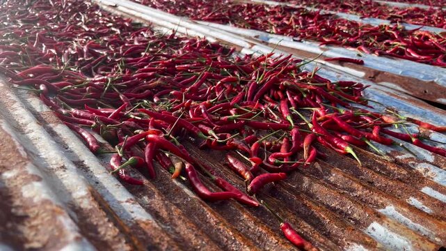 Harvested Red Chili Peppers Drying in the Sun on a Rusty Corrugated Metal Roof