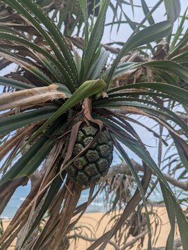 Close up on a screwpine (Pandanus tectorius) fruit