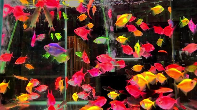 colorful flowers in the garden fish,  zebra fish 