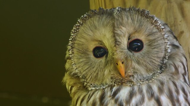 Close up view of a barn owl head resting on a branch in the shade and looking around on a sunny spring day.