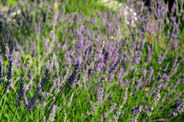 Fototapeta premium Lavender field in bloom with purple flowers rises above the green foliage, creating soft blur that extends into the distance in city park Krasnodar or Galitsky park'