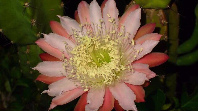 Night-Blooming Cereus Cactus Flower Opening in Time Lapse