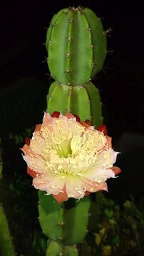 Night-Blooming Cereus Cactus Flower Opening at Night in Time Lapse