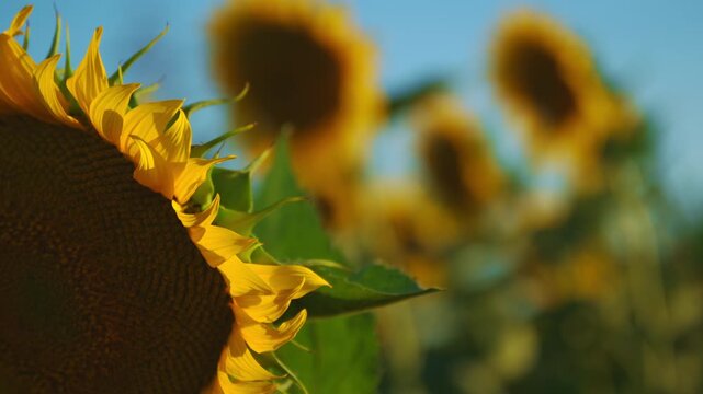 A vibrant close-up of a sunflower head with yellow petals against a blurred field of sunflowers and clear blue sky, conveying warmth, summer, rural beauty and natural growth in sunlight. 4K.