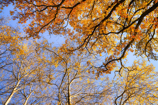 Herbstliche Baumkronen im Weilheimer Moos, Weilheim, Bayern, Deutschland, Europa