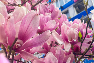 Pink magnolia blossom in spring © millaf (Nemchinova)