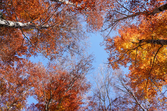 Herbstlicher Bergwald in der N&auml;he von Wallgau, Bayern, Deutschland, Europa
