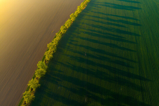 Aerial view of a vibrant green field bordered by a row of trees casting long shadows during the golden hour in Kyjov, South Moravian Region, Czechia.