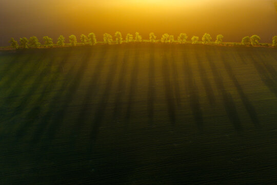Aerial view of a green field with a row of trees casting long shadows under the warm light of the golden hour in Kyjov, South Moravian Region, Czechia.