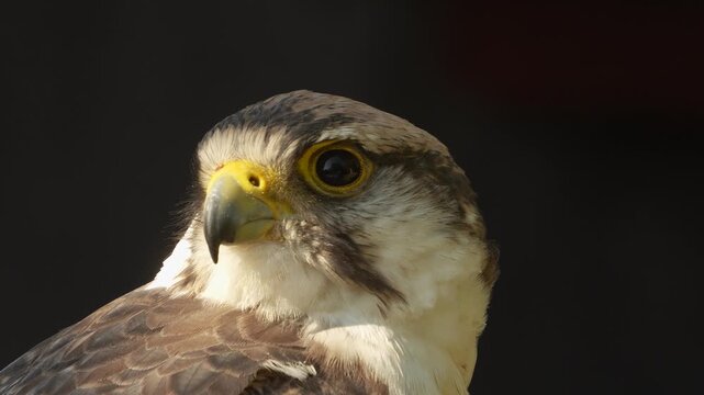 Close up view of a falcon bird head sitting on a branch on a cloudy spring day looking around