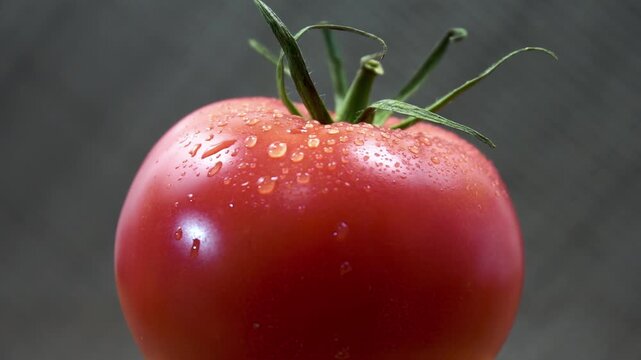Macro View of Fresh Rotating Tomato with Condensation Water Droplets