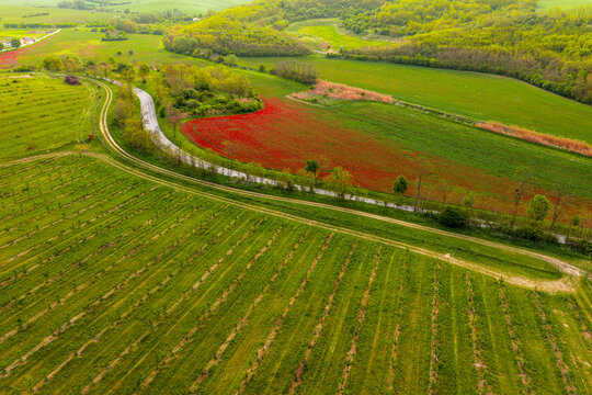 Aerial view of agricultural fields with a winding road, a vibrant patch of red poppies, and lush green rolling hills in the rural landscape of Cejkovice, South Moravian Region, Czechia.