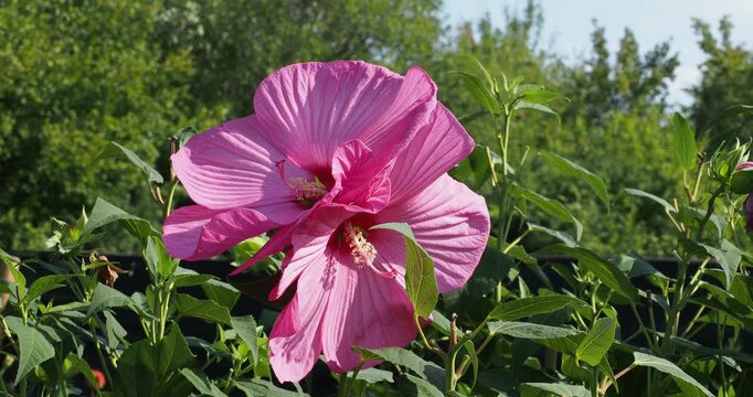 Swamp rose-mallow (Hibiscus moscheutos) A variety of swamp hibiscus with bright pink flowers on straight stems above deltoidal, pointed smooth,  green foliage