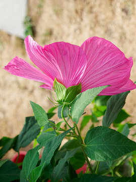 (Hibiscus moscheutos) Lush appareance of a bright pink rounded flower of Swamp rose-mallow erect at the top of a stem with green bushy foliage 