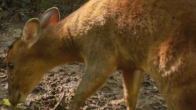 Close up view of a muntjac dwarf deer moving around in the forest and searching the ground on a sunny summer day