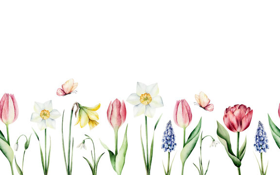 Watercolor spring flowers seamless border. Botanical background with tulip, daffodil, butterfly and blank copy space isolated on white. Endless spring meadow texture for Easter greeting card, wallpape