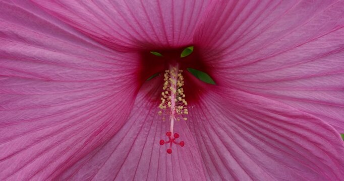Close-up of a lush pink swamp hibiscus flower (Hibiscus moscheutos) with a fuchsia-colored center, characterized by a prominent central tube bearing fused pale yellow stamens
