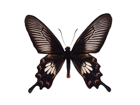 Black tropical swallowtail butterfly isolated on solid white background