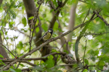 A small great tit in profile perches on a diagonal branch, lit softly with a blurred green woodland backdrop. © Jakob