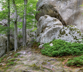 Massive rock formation towering inside green forest woods © Leticia AI Studio