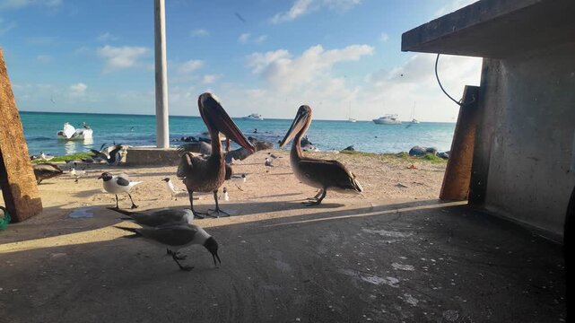 Close-up low-angle view of brown pelicans and seagulls eagerly waiting and competing for fresh fish scraps fed by a person on a tropical coastal dock.