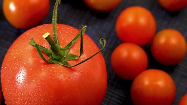 Massive Round Tomato Contrasted with Small Orange Cherry Tomatoes Rotation