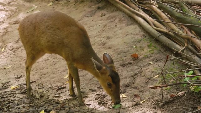 Close up view of a muntjac dwarf deer moving around in the forest and searching the ground on a sunny summer day