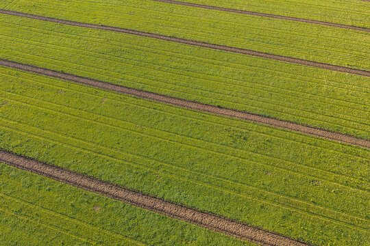 Aerial view of agricultural fields with parallel rows of green crops and soil strips in Pomeranian Voivodeship, Poland.