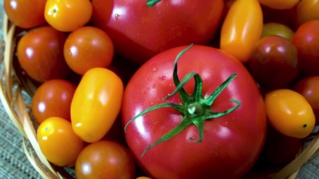 Two  Large Red Tomatoes and Multicolored Cherry Tomatoes Rotating Close Up
